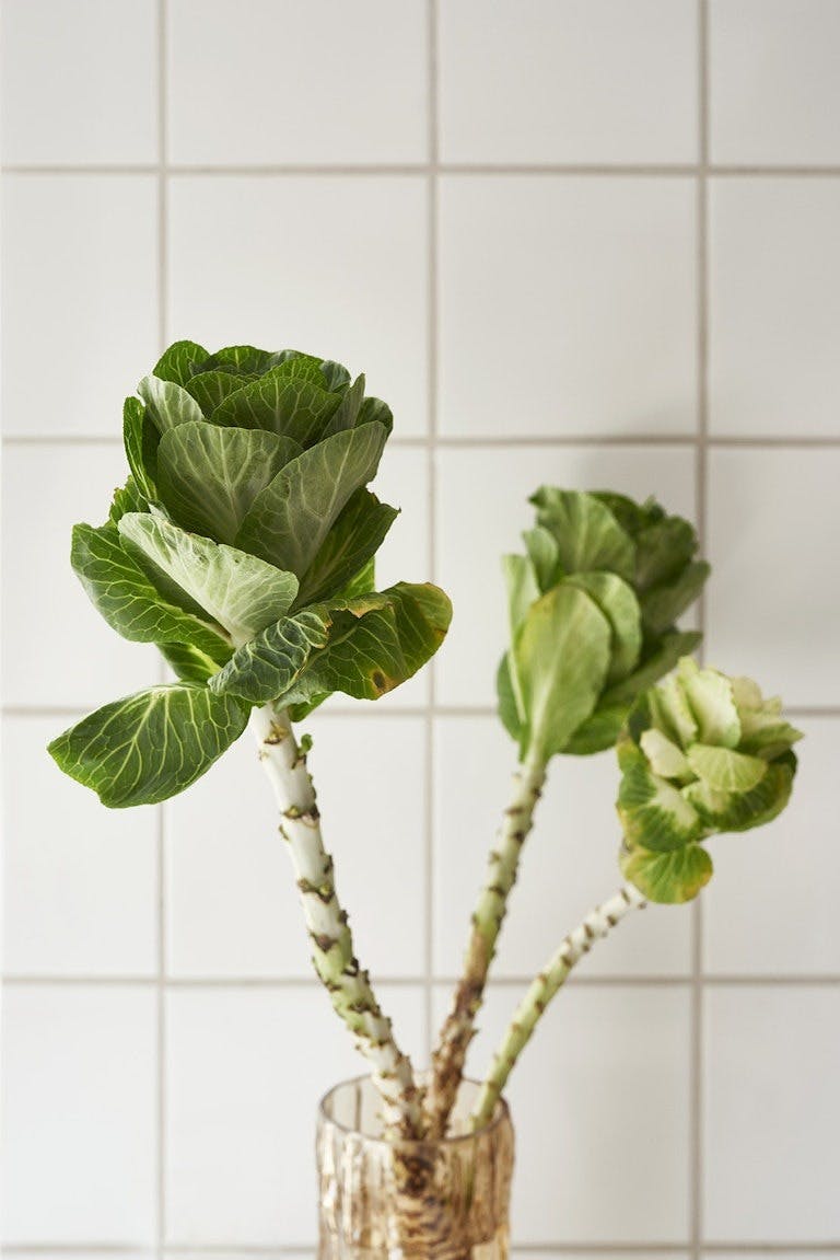 grønn plante grønn plante